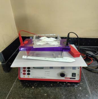 Gel Electrophoresis